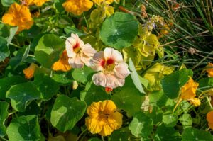 Nasturtium Flowers Cultivars