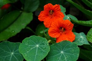 Nasturtium Flowers