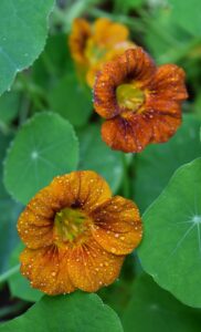 Nasturtium Flowers in Amazing Colors