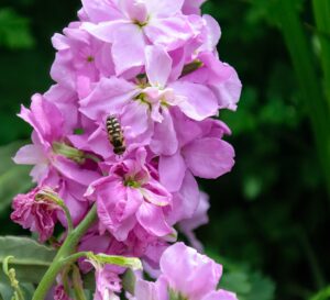 Stock flower