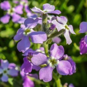 Matthiola flower 