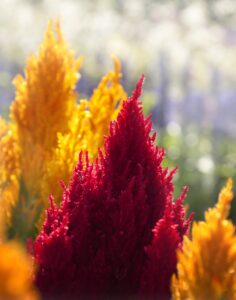 Celosia Flower Cultivars