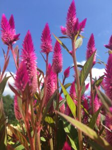 Celosia flowers