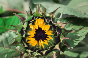 Harvesting stage of Cut Sunflower