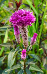 Celosia Cultivars