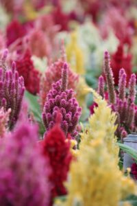 Celosia flower cultivation