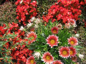 Plant Description of Gazania flowers