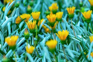 Gazania Flower production