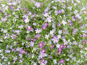 Pink Color Gypsophila flower