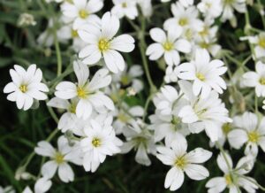 Gypsophila flower; babys breath flower