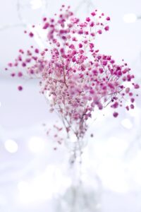 Gypsophila flowers 