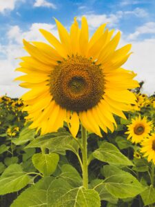 Sunlight requirements of sunflower