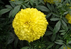 African Marigold Flowers