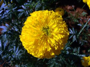 Marigold Flowers