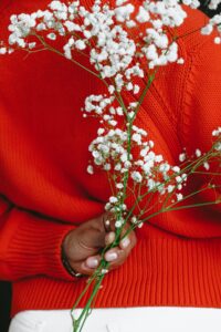 Gypsophila White flower