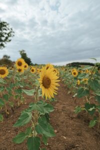 Sunflower Cultivation