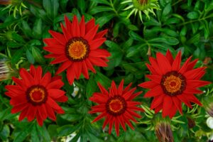 Gazania flowers and foliage 