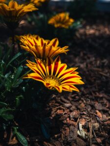 Gazania flower mulching