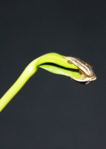 Seed Germination of Sunflower