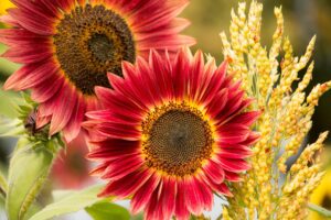 Red color Sunflower