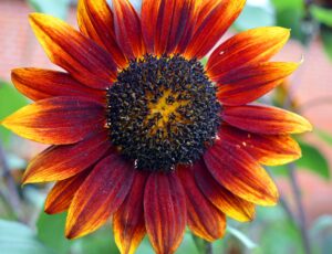 Red color Sunflower