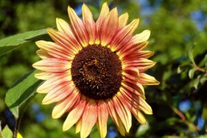 Whitish color Sunflower