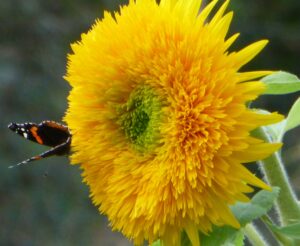 Teddy Bear Sunflower