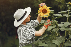 Staking of Sunflower