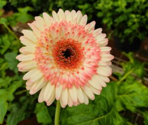 Gerbera Daisy Flower Cultivation