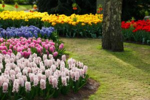 Hyacinth Flower Beds