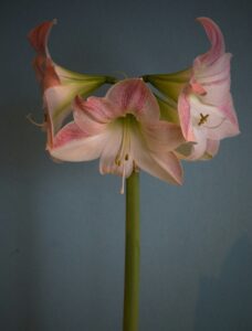 Amaryllis Cut Flower