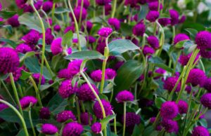 Gomphrena Flower Growing Guide