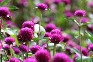 Gomphrena Flower; Globe Amaranth