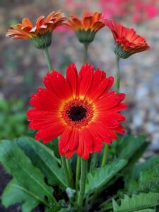 Gerbera Flower Cultivation 