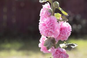 Hollyhock double Flower Cultivar