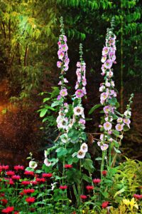 Hollyhock Flower in Rain Garden 