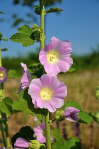 Hollyhock Flower in Garden