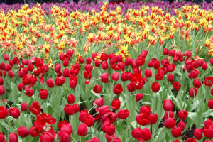 Tulip Cultivars 