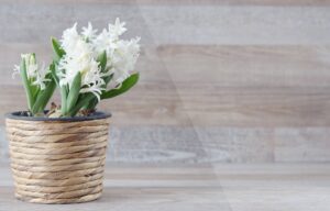 White color Hyacinth Flower