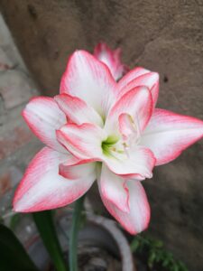 Amaryllis Bulbous Flowering Plant