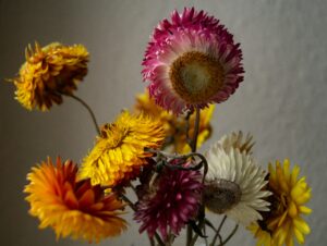 Strawflower in Dry Flower Arrangements 