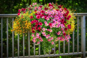 Petunia Flowering Plant in scheme.