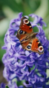 Hyacinth flower pollination 