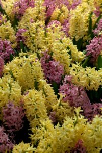 Hyacinth Flower Growing and Care