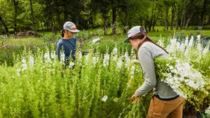 Harvesting Stage of Cut Flowers