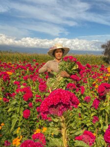 Harvesting of Cut flowers