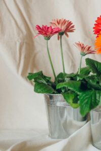 Gerbera Daisy Flower in Pots