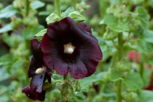 Hollyhock Flower Cultivars