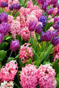 Hyacinth Flower with Tulip Flower