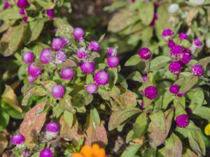 Problems While Growing Gomphrena flower